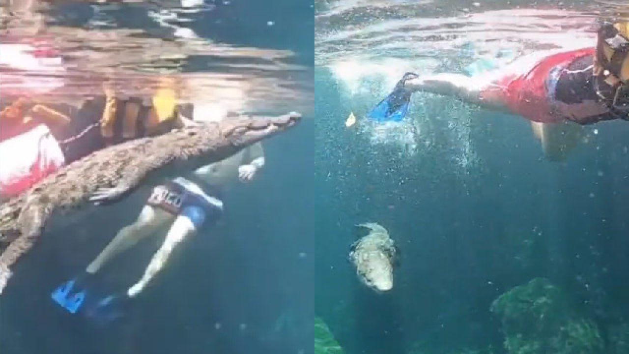 De pánico! Cocodrilo nada cerca de turistas en cenote de Tulum - Ciudadanos  por México