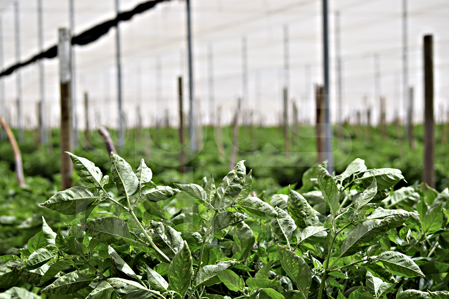 Este Ciclo Agrícola, Baja California Sur Contará Con 15,000 Hectáreas ...